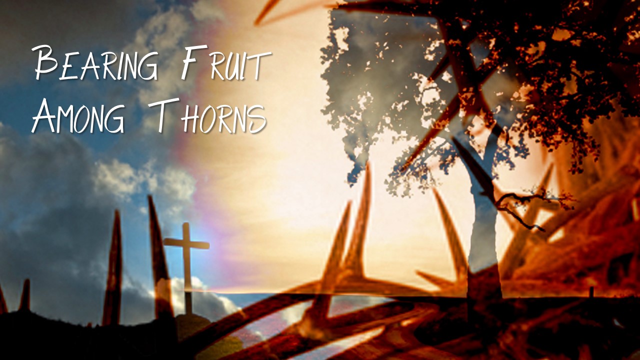 Bearing Fruit Among Thorns